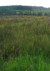 Pickpocket Grass (CR 6) Grassy_field_with_wildflowers_north_of_the_road_-_geograph.org.uk_-_855573