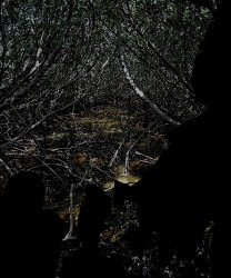 Bogs of Bane: Tread With A Very Big Stick tread with a very big stick